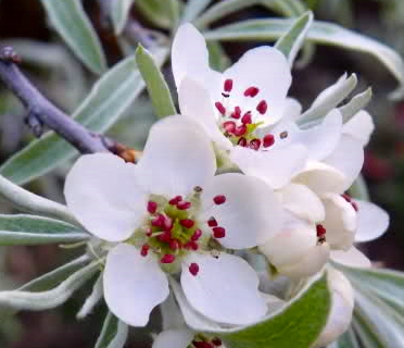 grusza pendula - ozdobna odmiana o białych kwiatach